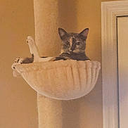 Billi joined the competition — help win amazing prizes! beige_wall, cat, cat_tree, cozy, ears, feline, hammock, home, indoor, living_room, looking_at_camera, paws, pet, plush, portrait, relaxed, resting, sitting, vertical_post, window_frame