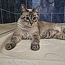 cat, feline, pet, indoor, tiled_wall, blue_tiles, relaxed, lying_down, paws, fur, whiskers, alert, curious, animal, mammal, closeup, portrait, domestic_cat, resting, floor