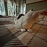 Angel joined the competition — help win amazing prizes! animal, bed, bedding, bedroom, black_patch, blanket, cat, cozy, curtains, home, indoors, natural_light, patterned_fabric, pet, profile, relaxed, sitting, tail, white_cat, window