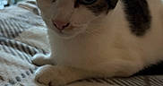 Angel joined the competition — help win amazing prizes! animal, bed, bedroom, blanket, brown_patches, cat, close_up, cozy, ears, face, feline, indoors, lying_down, nose, pet, portrait, relaxed, whiskers, white_cat, wide_eyes