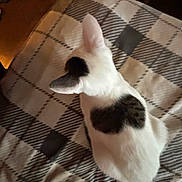 Angel is registered to the contest to win money with this photo: animal, black_and_white, black_patches, blanket, cat, cozy, ears, home, indoors, laundry_basket, lying_down, pet, plaid, portrait, relaxed, sitting, tail, warm_lighting, whiskers, white_fur