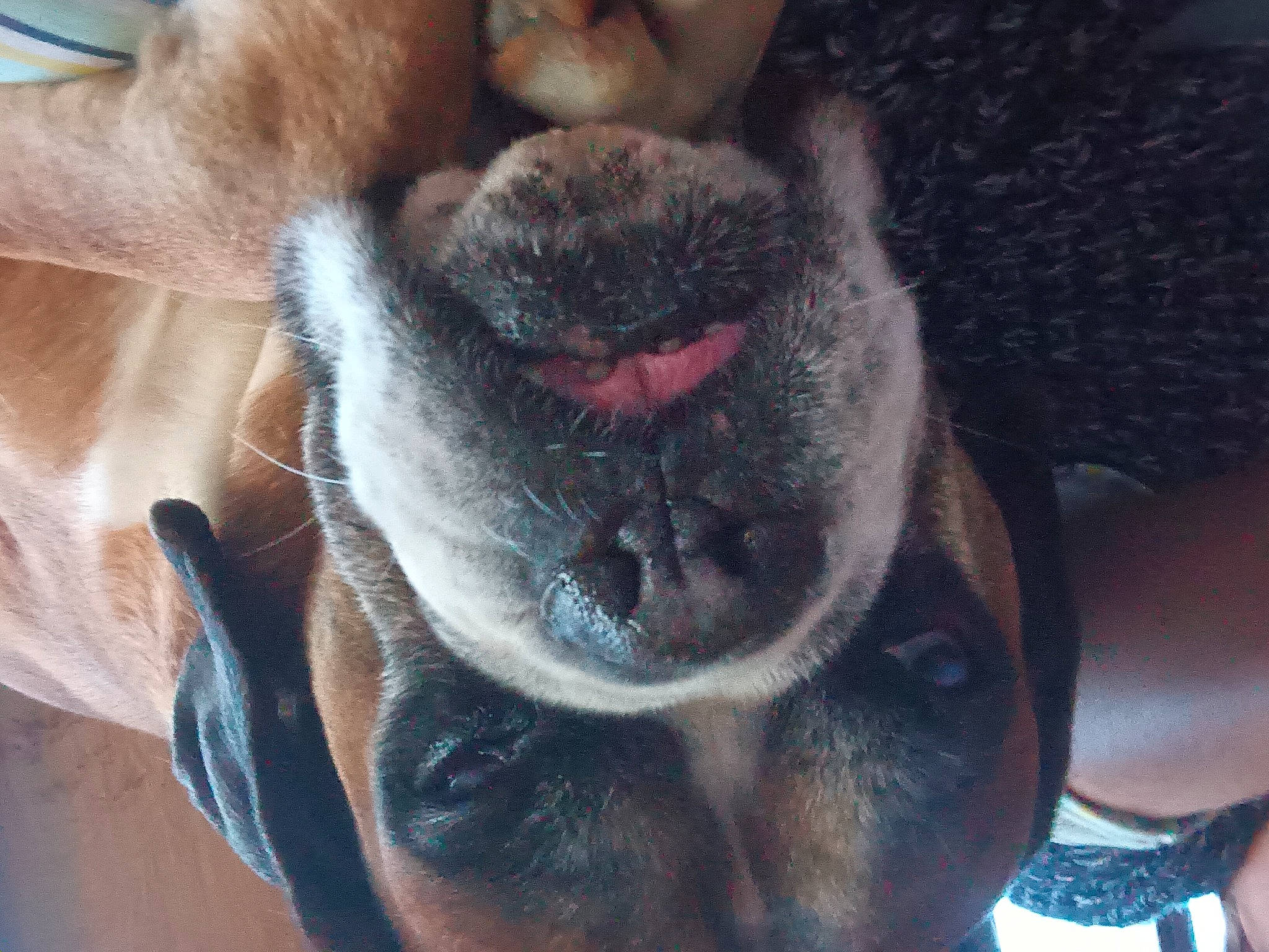 Karamel a rejoint le concours — aidez-le/la à gagner de superbes lots ! canidae, carnivore, collar, comfort, companion_dog, dog, dog_breed, ear, fawn, fur, liver, non_sporting_group, paw, snout, sporting_group, terrestrial_animal, toy_dog, whiskers, working_animal, wrinkle