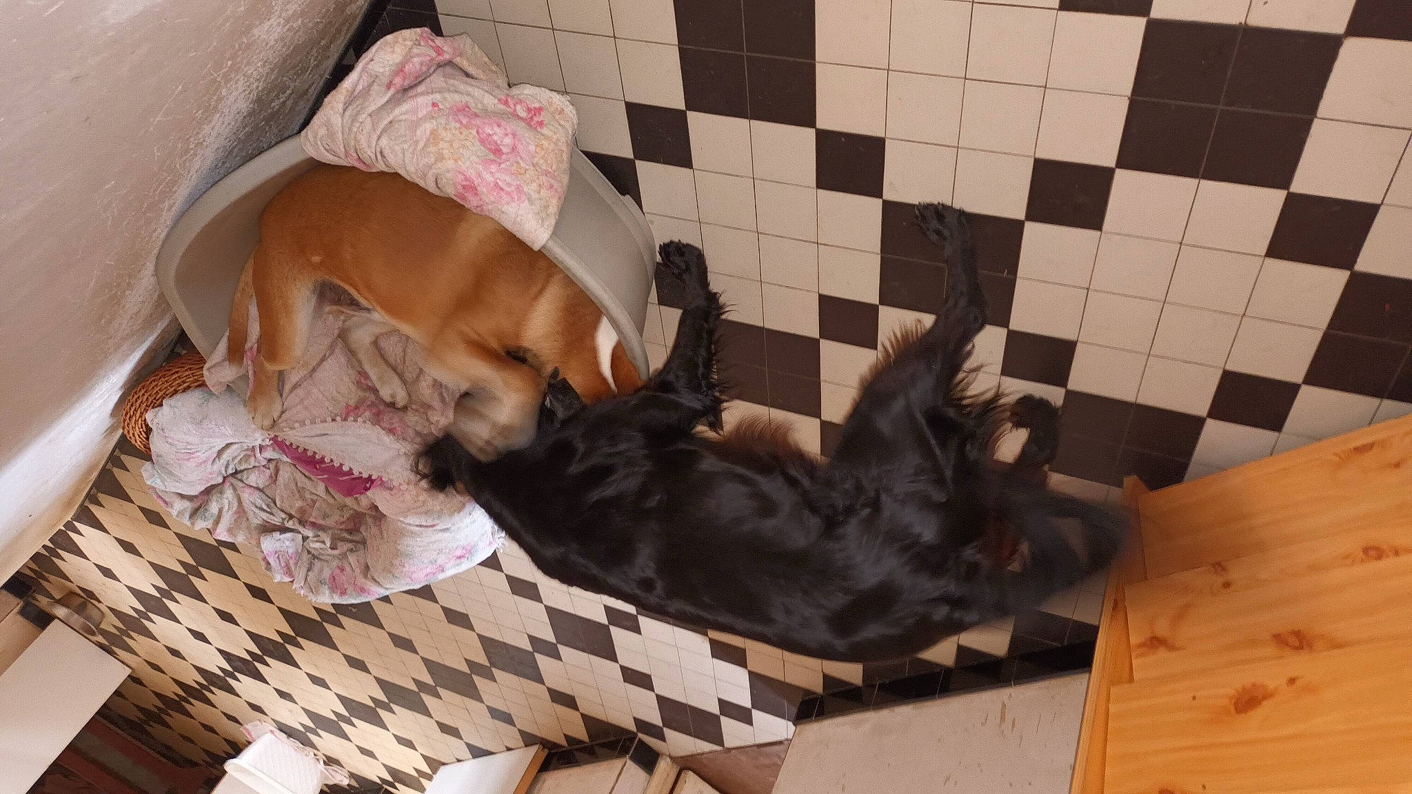 Romy a rejoint le concours — aidez-le/la à gagner de superbes lots ! canidae, carnivore, comfort, companion_dog, dog, dog_breed, dog_supply, fawn, felidae, flooring, fur, hardwood, linens, mammal, pet_supply, small_to_medium_sized_cats, sporting_group, tail, wood, working_animal