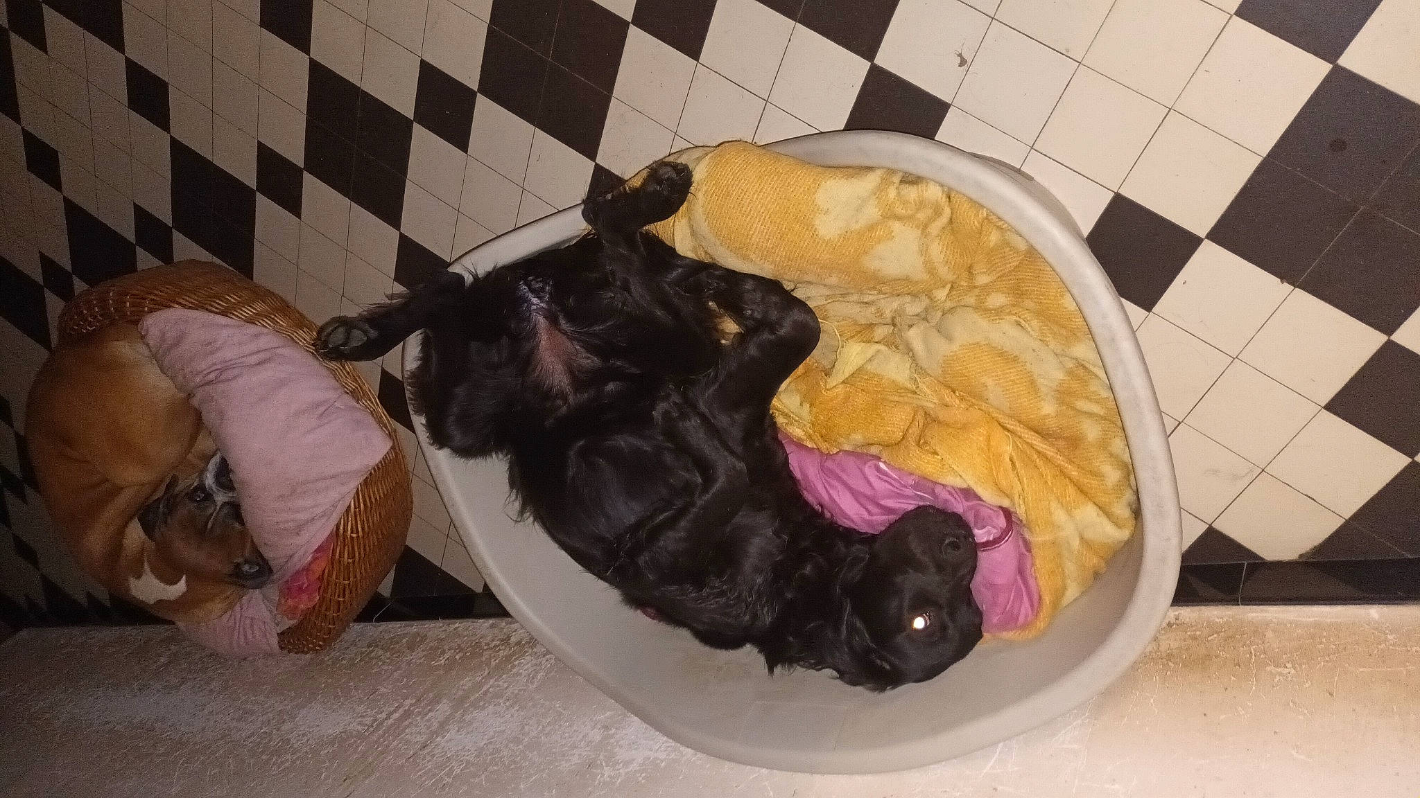 Romy participe au concours pour gagner de l'argent avec cette photo : black_cat, canidae, carnivore, cat, comfort, companion_dog, dog, dog_breed, dog_supply, fawn, felidae, flooring, fur, hardwood, pet_supply, room, small_to_medium_sized_cats, sporting_group, tail, whiskers