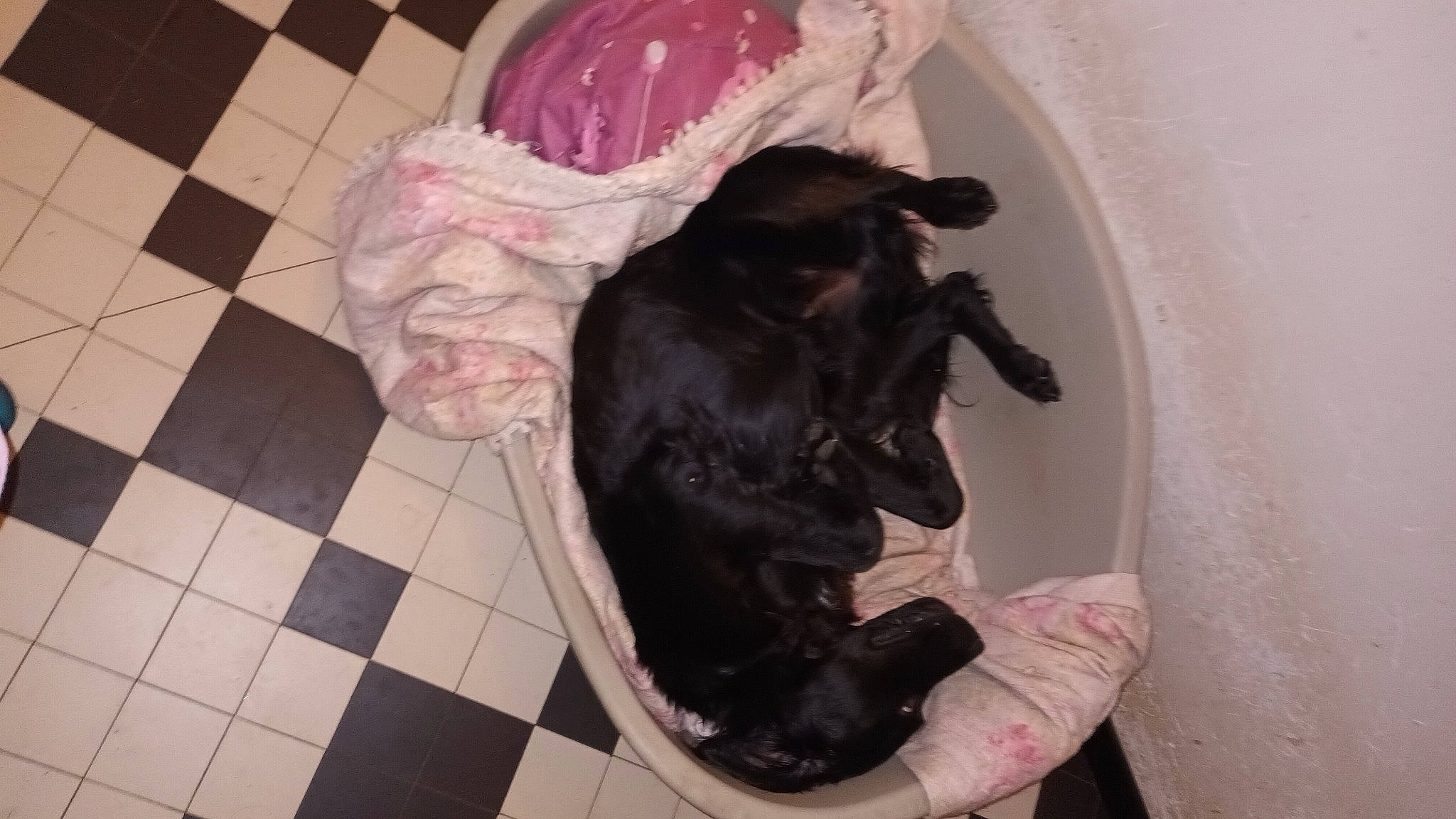 Romy a rejoint le concours — aidez-le/la à gagner de superbes lots ! canidae, carnivore, comfort, companion_dog, dog, dog_breed, fawn, felidae, flooring, fur, hardwood, liver, paw, small_to_medium_sized_cats, snout, sporting_group, tail, tile_flooring, whiskers, working_animal