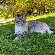 Mocha is registered to the contest to win money with this photo: cat, animal, outdoor, grass, greenery, tree, sunlight, nature, pet, feline, relaxing, resting, daytime, garden, suburban, mammal, fur, whiskers, blue_eyes, peaceful