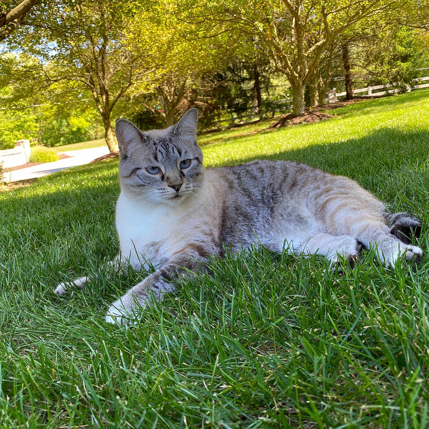 Mocha is registered to the contest to win money with this photo: cat, animal, outdoor, grass, greenery, tree, sunlight, nature, pet, feline, relaxing, resting, daytime, garden, suburban, mammal, fur, whiskers, blue_eyes, peaceful