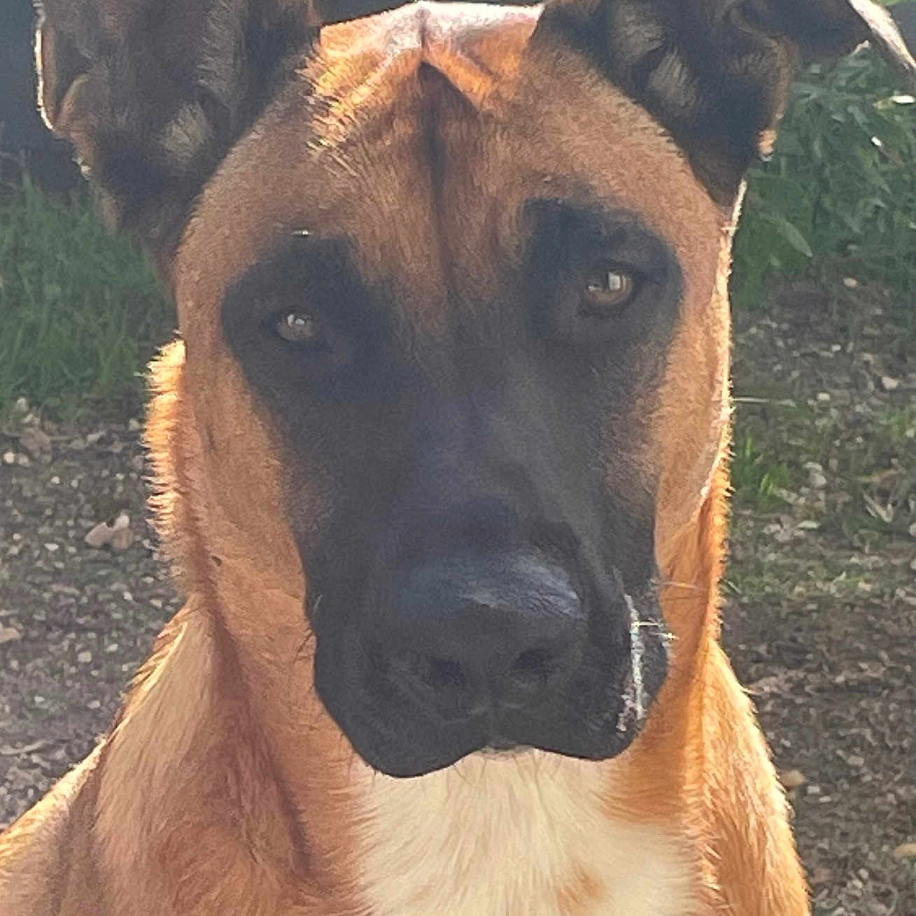 Scotty a rejoint le concours — aidez-le/la à gagner de superbes lots ! animal, boxer, bulldog, canine, dog, face, germanshepherd, grass, greatdane, head, hound, person, pet, plant, policedog, puppy, snout, whitedog