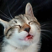 Baby is registered to the contest to win money with this photo: cat, kitten, close_up, portrait, furry, whiskers, ears, closed_eyes, open_mouth, tongue, tooth, tabby, white_fur, gray_fur, pet, animal, funny, cute, dark_background, photography