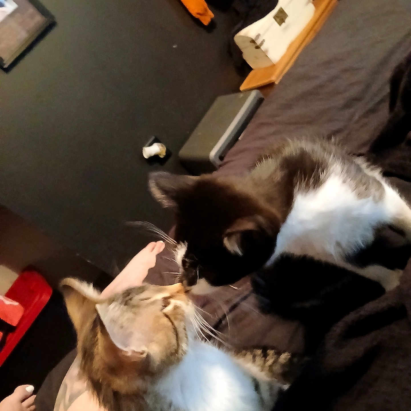 Ying N Yang