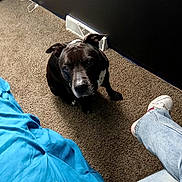 Shadow joined the competition — help win amazing prizes! dog, black_and_white, sitting, carpet, indoor, pet, short_hair, white_chest, floppy_ears, dark_coat, looking_at_camera, human_leg, sneaker, jeans, blue_blanket, bedroom, floor, wall, vent, portrait