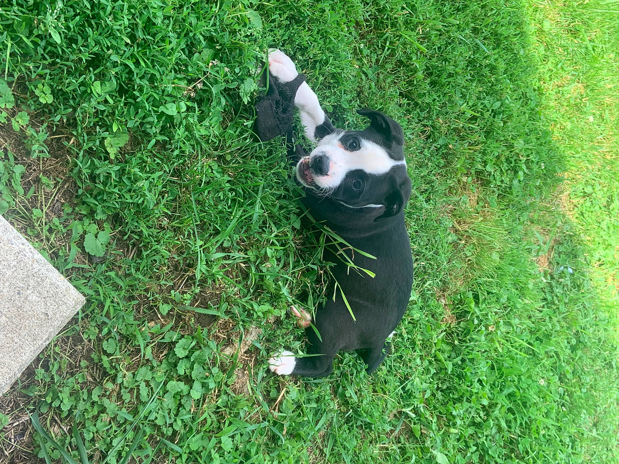 Major is registered to the contest to win money with this photo: canidae, carnivore, companion_dog, dog_breed, flooring, grass, grassland, groundcover, lawn, meadow, pasture, people_in_nature, plant, shadow, shrub, soil, sporting_group, tail, terrestrial_animal, tree