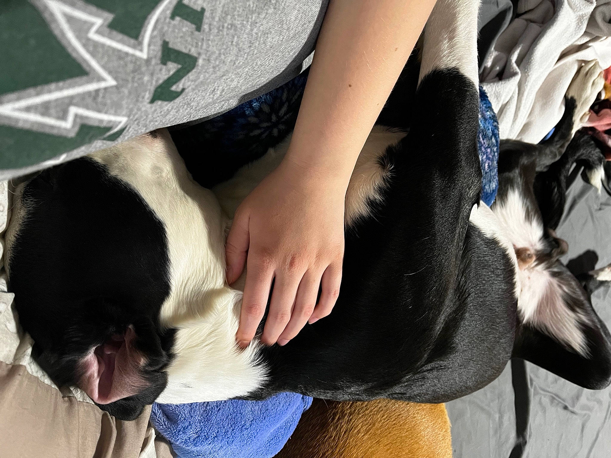 Major is registered to the contest to win money with this photo: arm, carnivore, cat, comfort, companion_dog, dog, dog_breed, fawn, finger, gesture, hand, human_body, knee, leg, mammal, nail, skin, sunglasses, thigh, vertebrate