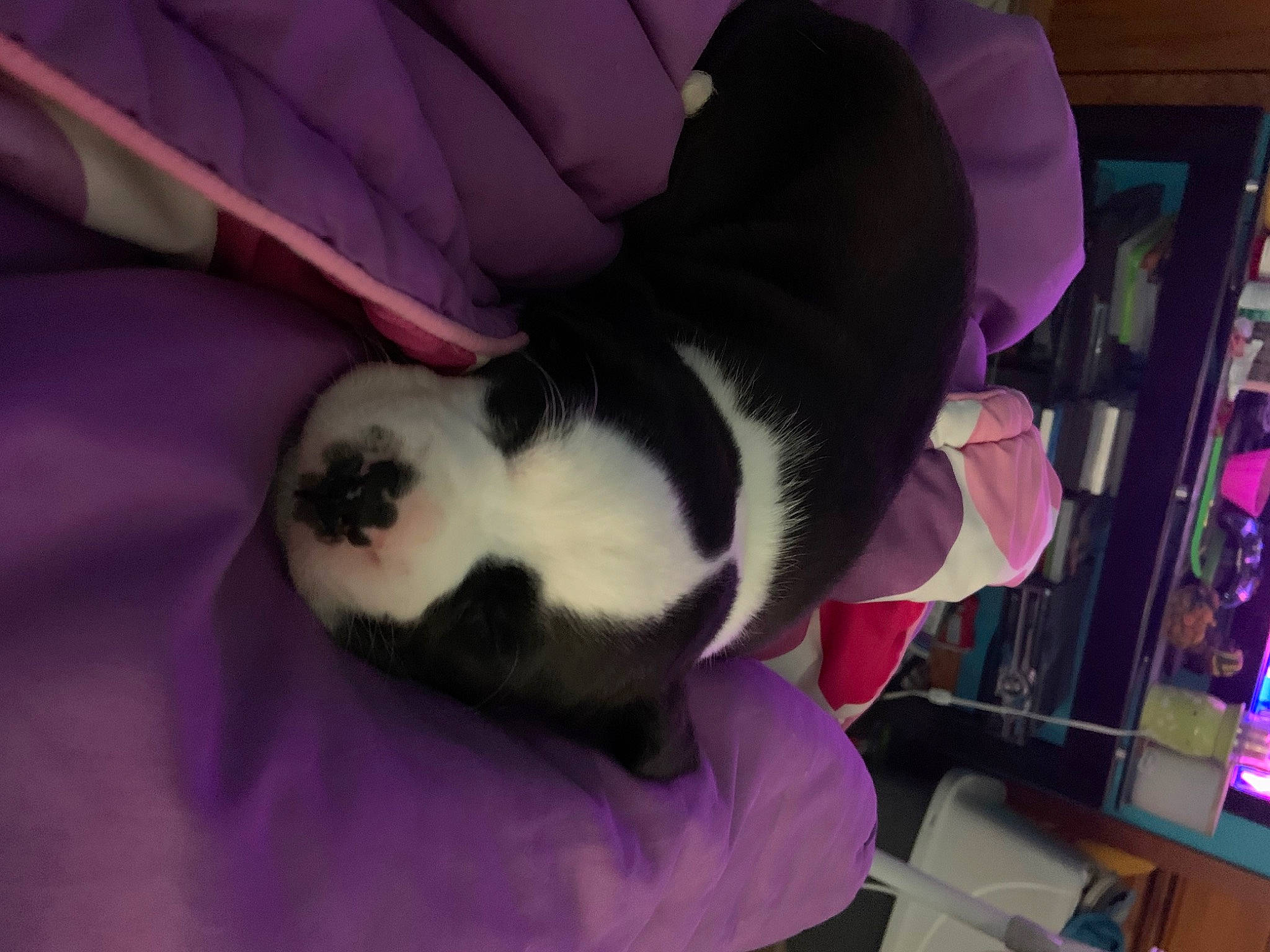 Major joined the competition — help win amazing prizes! canidae, carnivore, cat, comfort, companion_dog, dog_breed, felidae, fur, magenta, paw, pink, plush, purple, room, small_to_medium_sized_cats, snout, stuffed_toy, tail, violet, whiskers