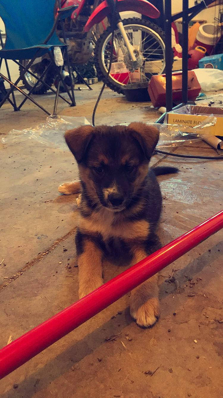 Trigger is registered to the contest to win money with this photo: automotive_tire, bicycle_fork, bicycle_tire, bicycle_wheel, carnivore, chair, collar, companion_dog, dog, dog_breed, fawn, flooring, pet_supply, snout, sporting_group, tire, vehicle, wheel, wood, working_animal