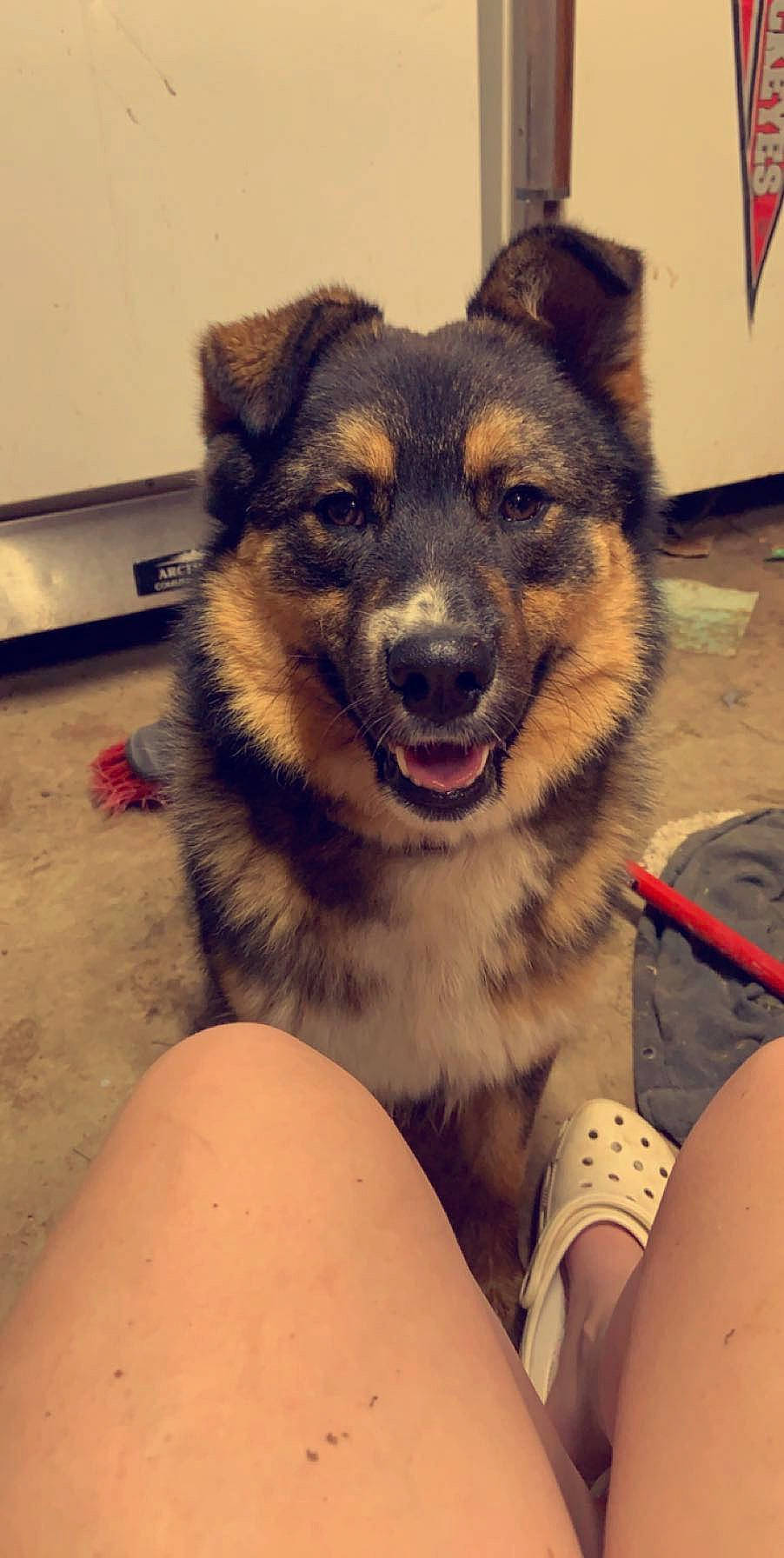 Trigger is registered to the contest to win money with this photo: art, canidae, carnivore, companion_dog, dog, dog_breed, fawn, flooring, fur, german_shepherd_dog, happy, herding_dog, home_appliance, paw, snout, sporting_group, thigh, whiskers, working_animal, working_dog