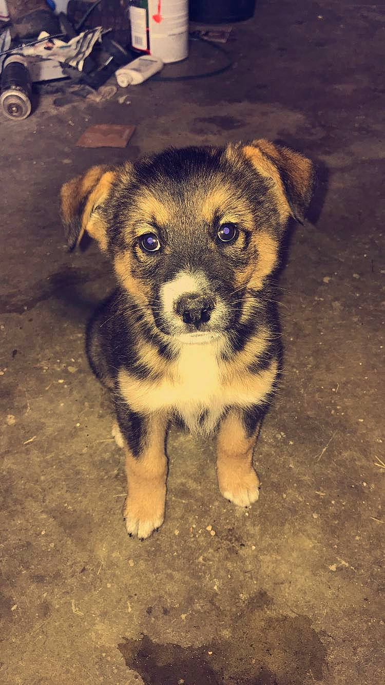 Trigger joined the competition — help win amazing prizes! canidae, carnivore, companion_dog, dog, dog_breed, fawn, fur, puppy, shadow, snout, soil, sporting_group, terrestrial_animal, tire, toy_dog, whiskers, working_dog