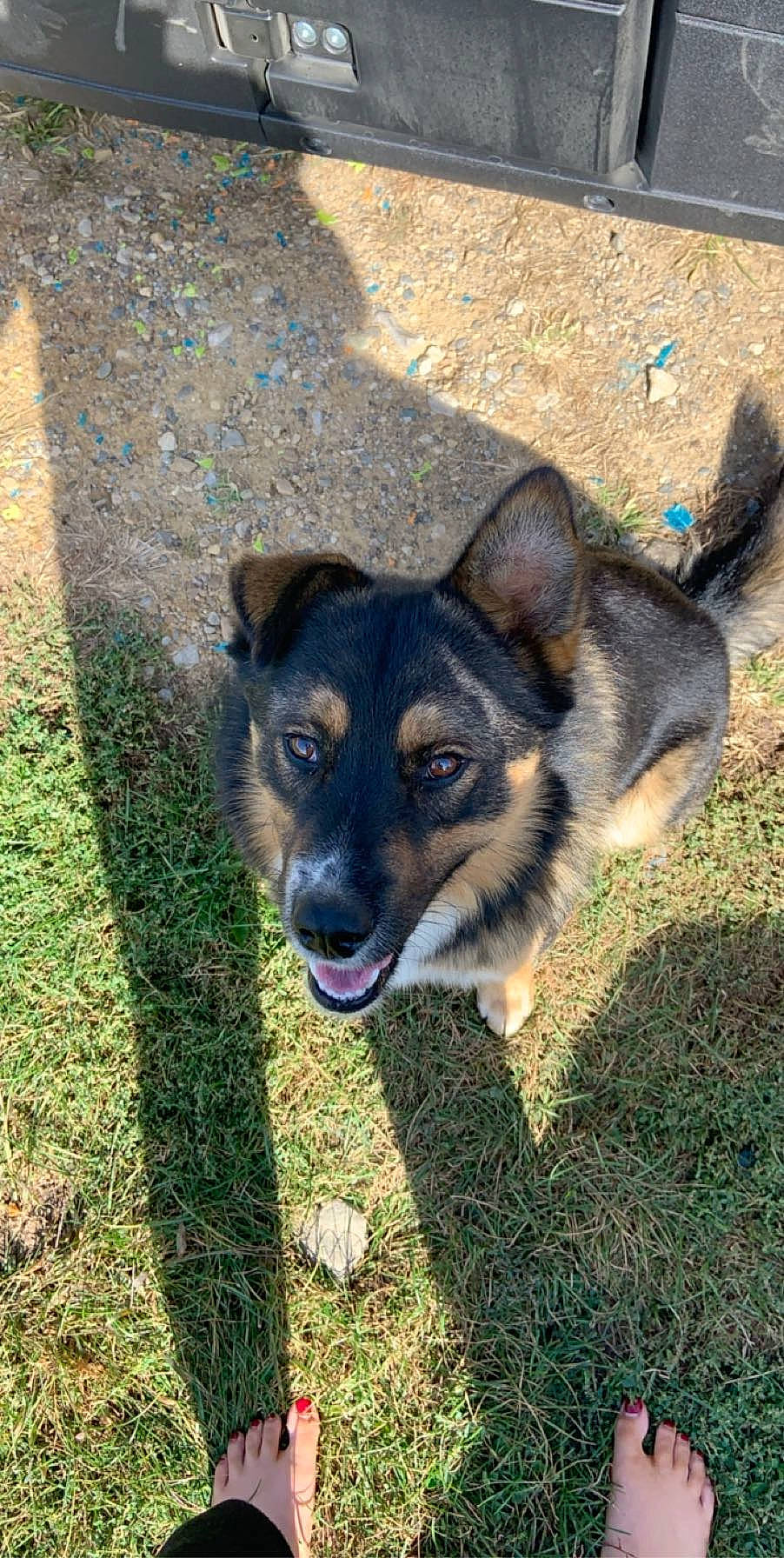 Trigger is registered to the contest to win money with this photo: art, canidae, carnivore, companion_dog, dog, dog_breed, eye, fur, grass, groundcover, herding_dog, plant, puppy, shadow, snout, sporting_group, terrestrial_animal, whiskers, working_animal, working_dog