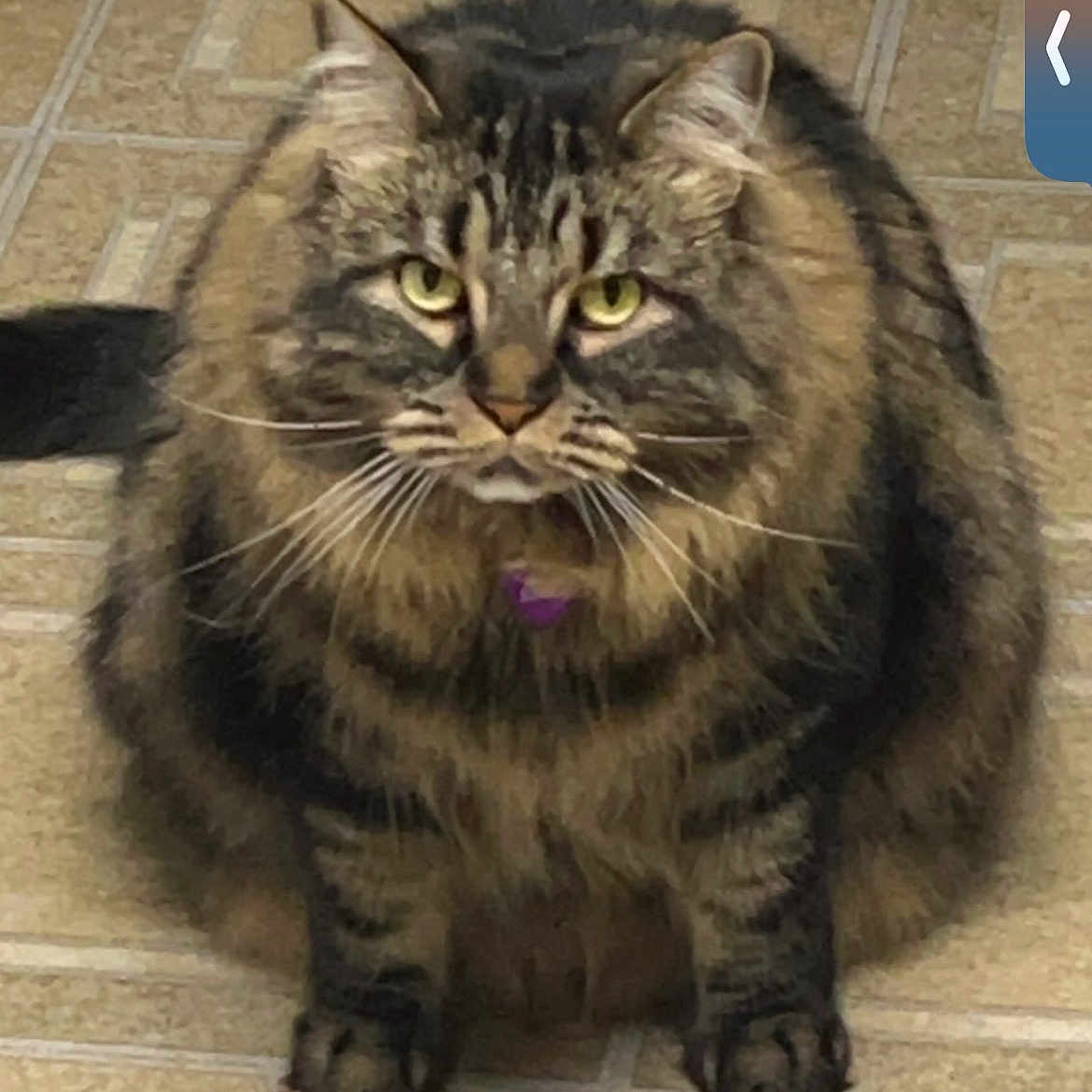 Neville is registered to the contest to win money with this photo: cat, close_up, collar, cute, feline, fluffy, fur_pattern, id_tag, indoor, long_hair, paws, pet, portrait, sitting, stare, striped, tabby_cat, tile_floor, whiskers, yellow_eyes