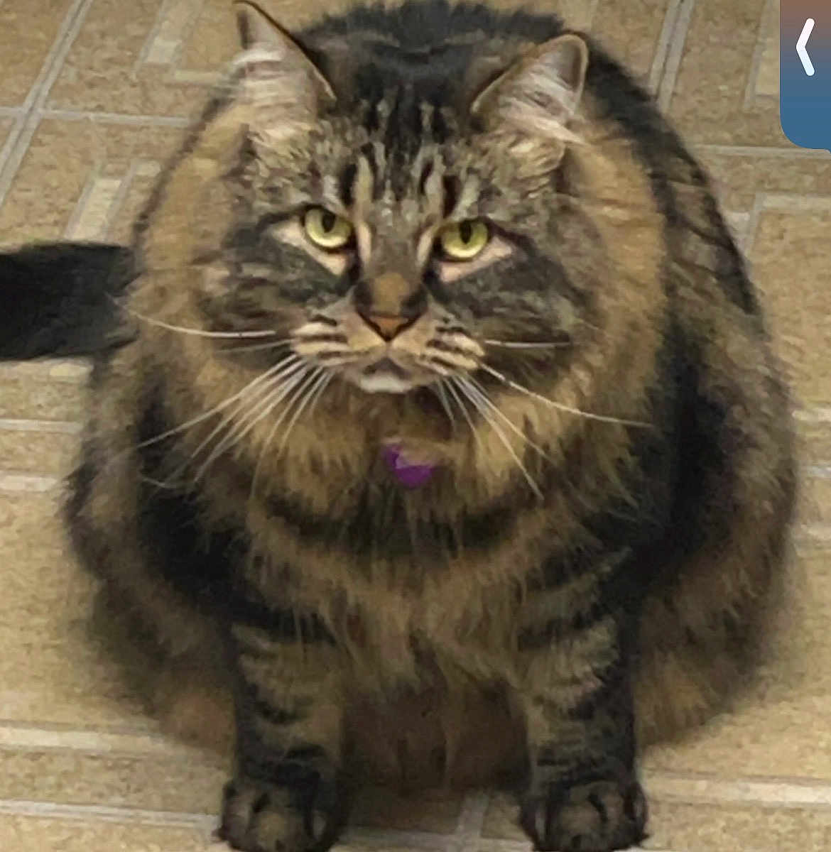 Neville is registered to the contest to win money with this photo: cat, tabby_cat, long_hair, fluffy, whiskers, yellow_eyes, pet, indoor, tile_floor, sitting, portrait, feline, paws, collar, id_tag, close_up, cute, stare, striped, fur_pattern
