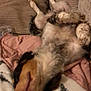 Mowgli is registered to the contest to win money with this photo: dog, lying_down, blanket, couch, cozy, relaxed, indoor, fur, patterned_blanket, pillow, pet, sleeping, comfort, furniture, home, resting, soft_texture, animal, domestic, casual