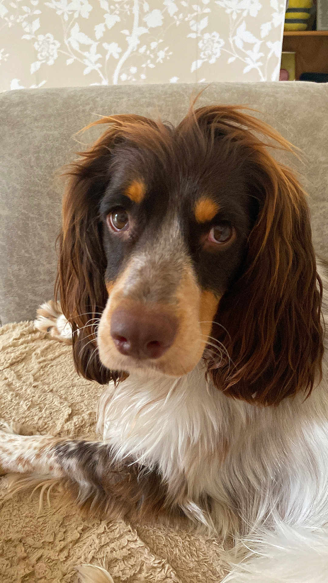 Mowgli