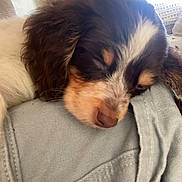 Mowgli joined the competition — help win amazing prizes! puppy, sleeping, dog, closeup, fur, cute, nap, indoors, fabric, couch, portrait, cozy, home, curtain, wall_art, resting, pet, animal, soft_light, relaxation