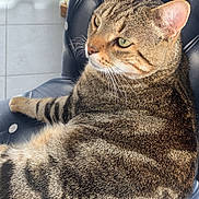 Patapouf participe au concours pour gagner de l'argent avec cette photo : abyssinian, animal, armchair, blanket, cat, chair, couch, cushion, egyptiancat, furniture, headrest, homedecor, kitten, manx, person, pet, sleeping