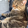 abyssinian, animal, armchair, blanket, cat, chair, couch, cushion, egyptiancat, furniture, headrest, homedecor, kitten, manx, person, pet, sleeping