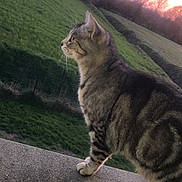 Naya participe au concours pour gagner de l'argent avec cette photo : abyssinian, animal, backyard, cat, field, grass, grassland, head, kitten, lawn, manx, nature, outdoors, park, person, pet, plant, sky, vegetation, yard