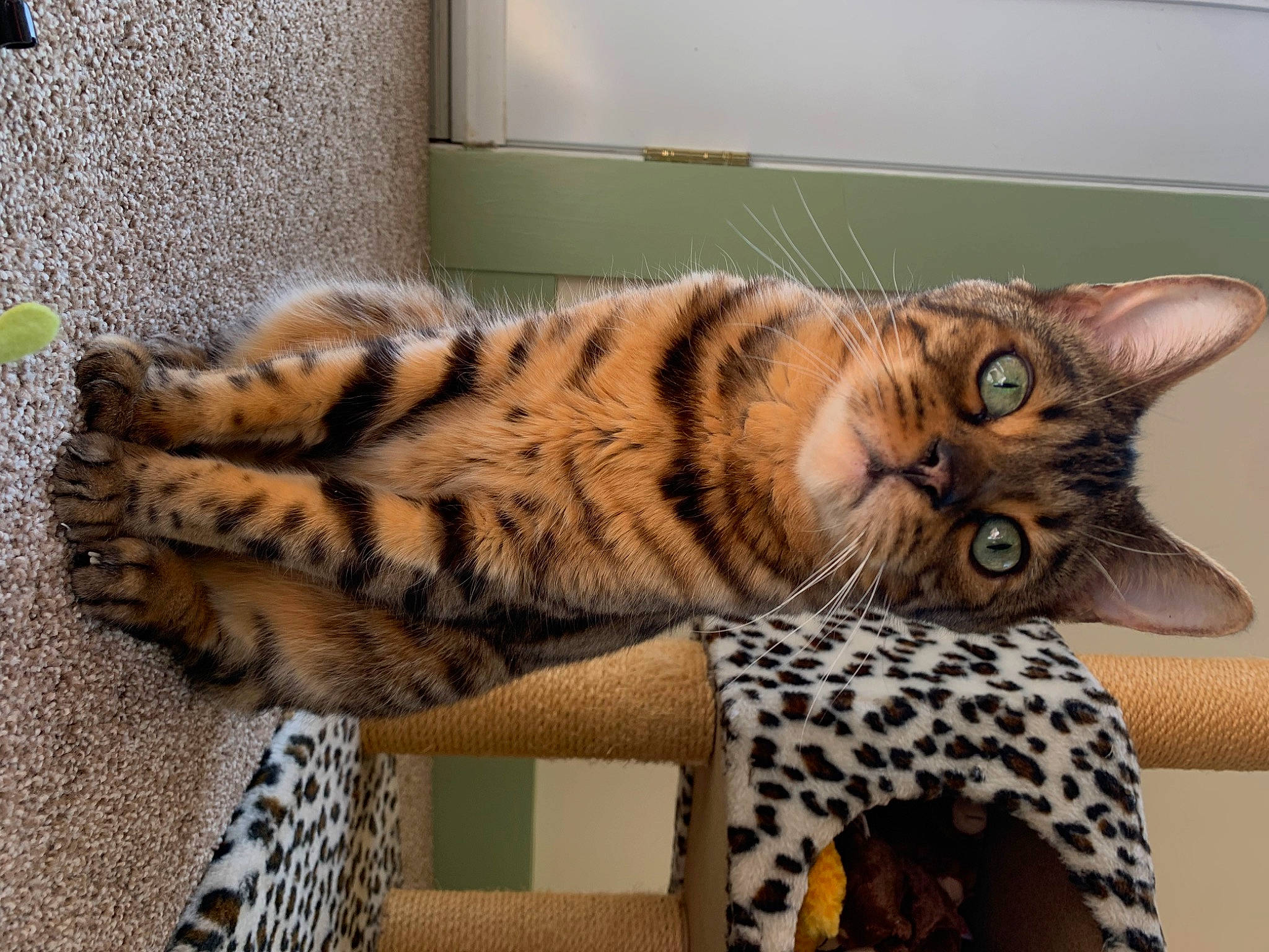 Hunter is registered to the contest to win money with this photo: carnivore, cat, cat_bed, chair, comfort, domestic_short_haired_cat, fawn, felidae, fur, pattern, paw, room, shelf, small_to_medium_sized_cats, snout, tail, terrestrial_animal, vertebrate, whiskers, wood