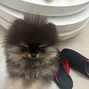 Hermès a rejoint le concours — aidez-le/la à gagner de superbes lots ! adorable, animal, black, cute, dog, domestic_animal, floor, fluffy, fur, indoor, looking, pet, pomeranian, puppy, red, remote_control, slippers, small, standing, table