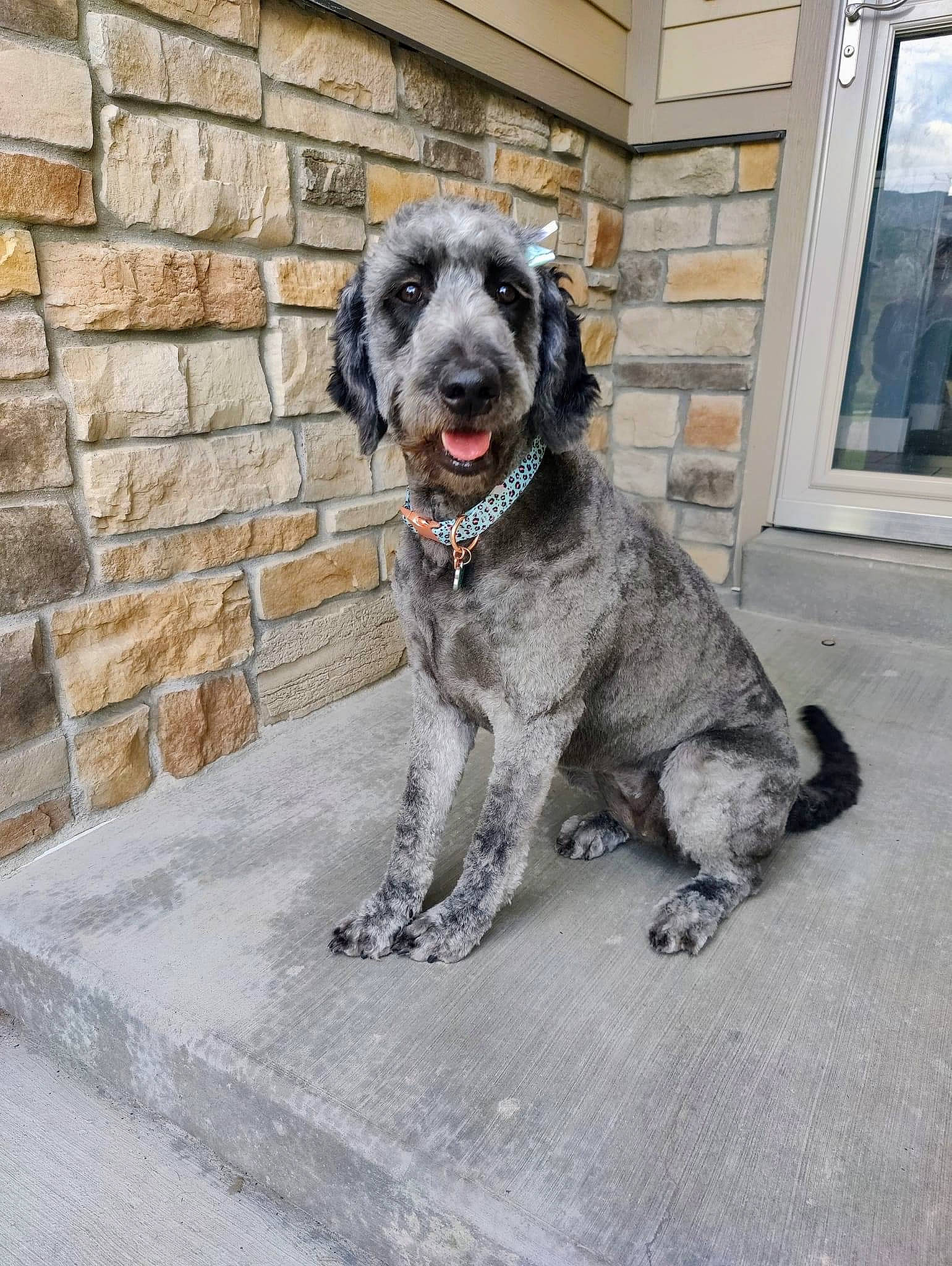 Ashe joined the competition — help win amazing prizes! art, canidae, carnivore, collar, companion_dog, dog, dog_breed, dog_collar, dog_supply, fur, snout, sporting_group, tail, window, working_animal, working_dog