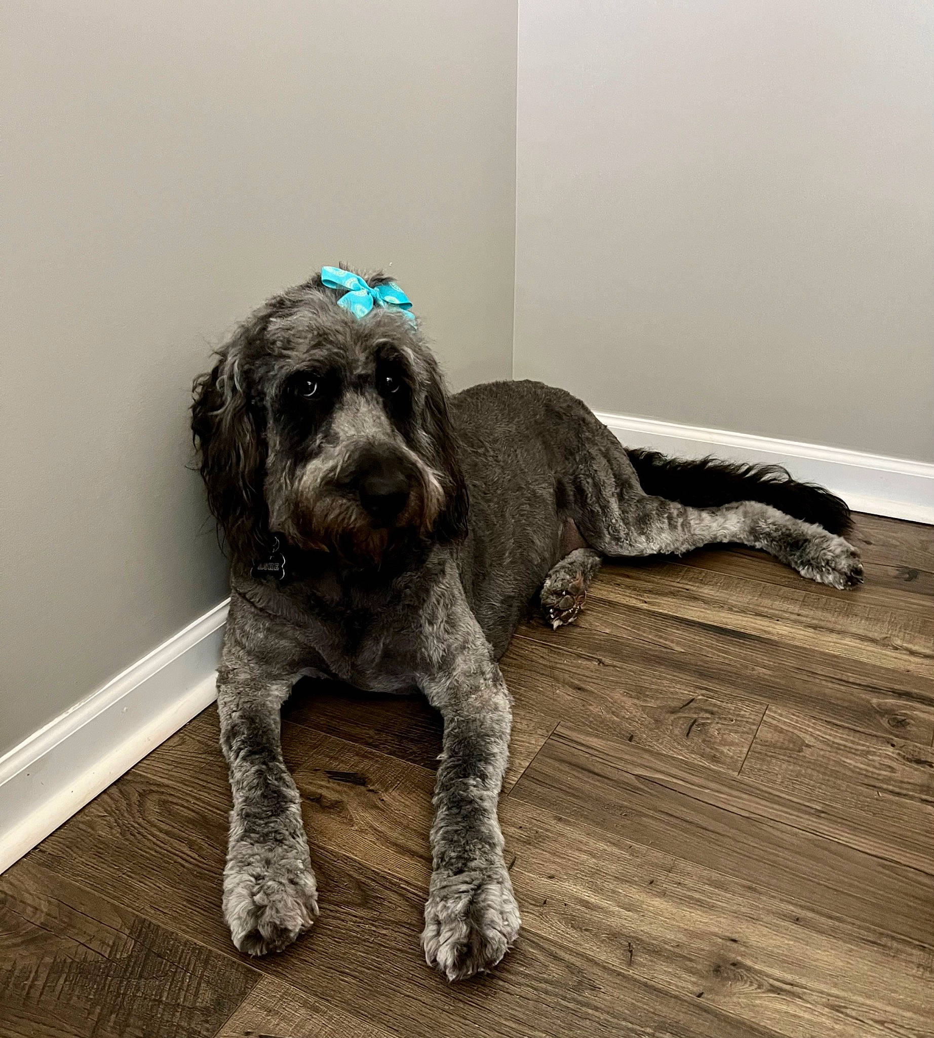 Ashe is registered to the contest to win money with this photo: art, canidae, carnivore, companion_dog, dog, dog_breed, dog_supply, flooring, fur, grey, hardwood, liver, snout, spaniel, sporting_group, tail, toy_dog, water_dog, wood, working_animal