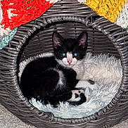 Figaro joined the competition — help win amazing prizes! cat, kitten, basket, fluffy_cushion, crocheted_blanket, black_and_white, indoor, pet, cozy, resting, curious, feline, woven, texture, soft, cute, animal, home, comfort, small