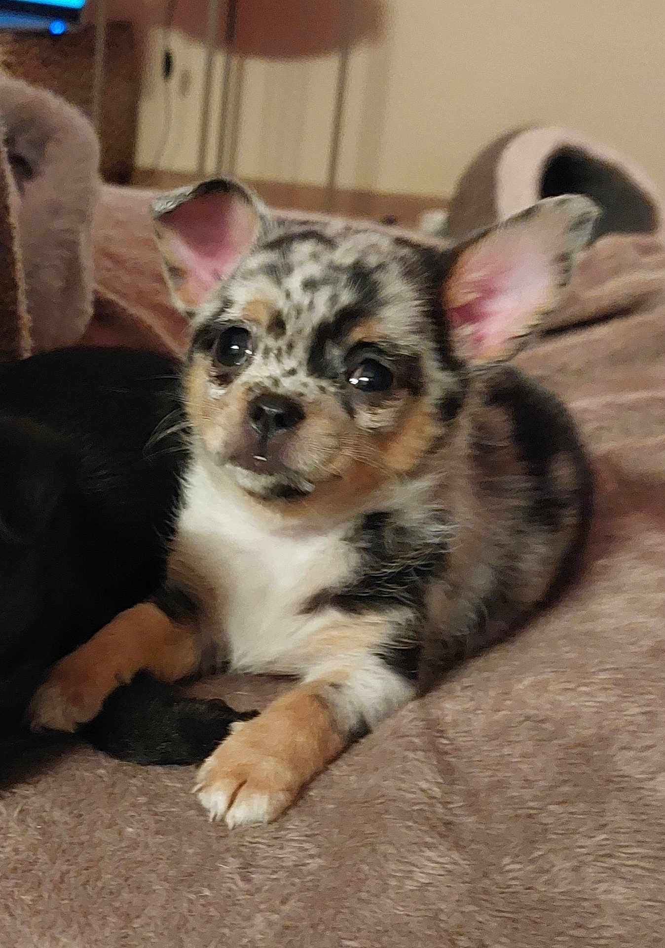 Athéna participe au concours pour gagner de l'argent avec cette photo : puppy, dog, animal, pet, cute, indoor, blanket, fur, ears, lying_down, small, young, mammal, domestic_animal, face, eyes, nose, resting, cozy, companion