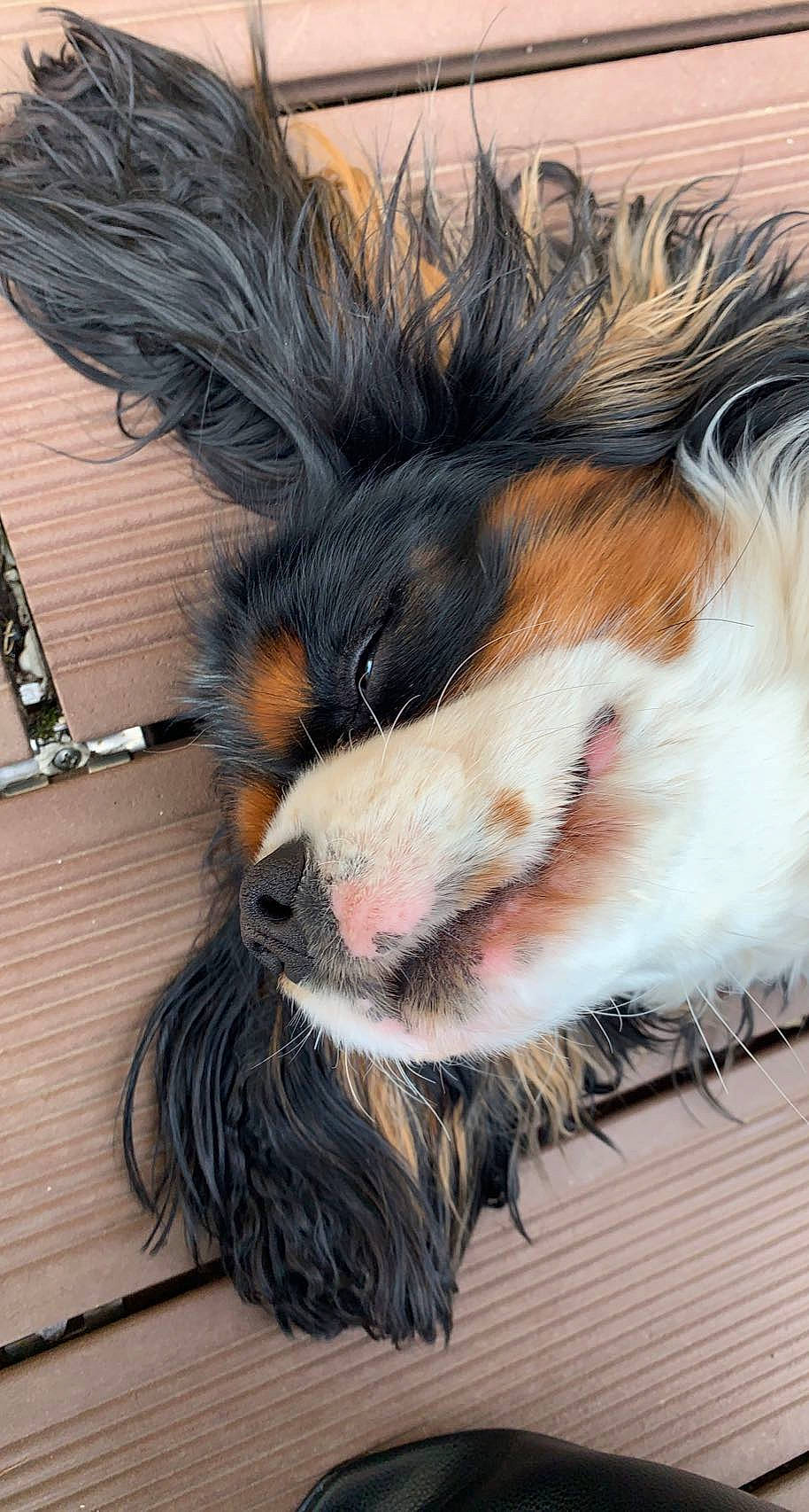 Loocky participe au concours pour gagner de l'argent avec cette photo : art, canidae, carnivore, claw, companion_dog, dog_breed, ear, fawn, feather, felidae, fur, mammal, natural_material, small_to_medium_sized_cats, snout, tail, vertebrate, whiskers, wing, wood