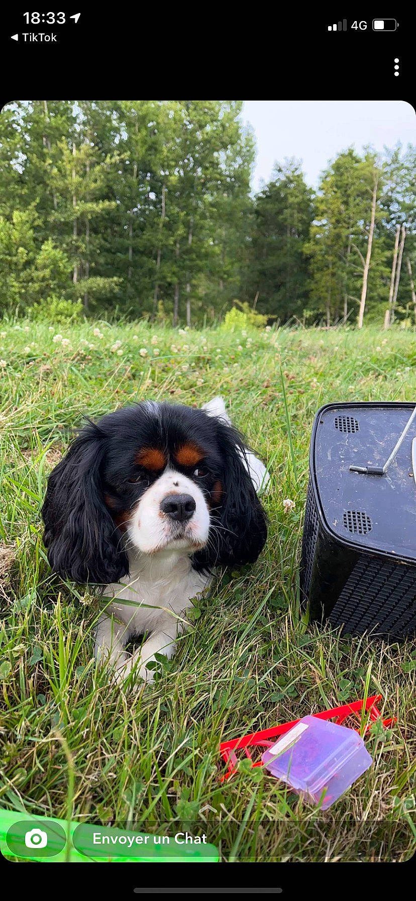 Loocky participe au concours pour gagner de l'argent avec cette photo : canidae, carnivore, cavalier_king_charles_spaniel, companion_dog, dog, dog_breed, fawn, fur, grass, king_charles_spaniel, liver, mammal, plant, snout, spaniel, sporting_group, terrestrial_animal, toy_dog, tree, vertebrate