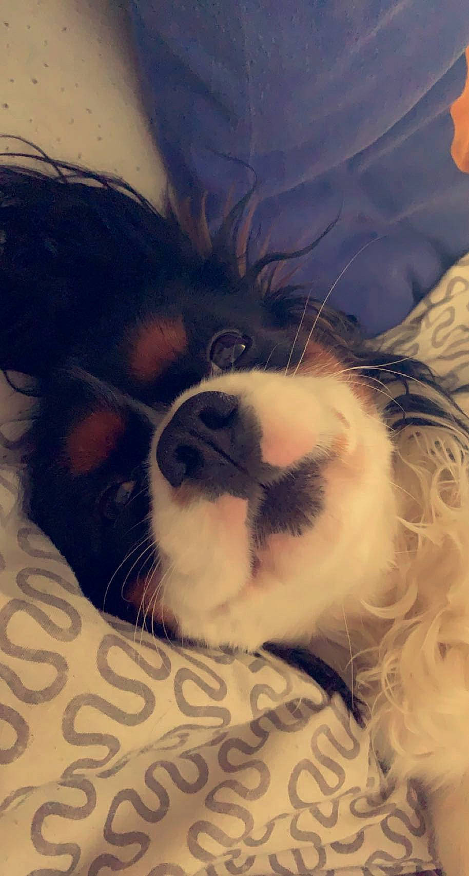 Loocky a rejoint le concours — aidez-le/la à gagner de superbes lots ! canidae, carnivore, cloud, comfort, companion_dog, dog, dog_breed, ear, eyewear, fawn, fur, happy, jaw, nose, paw, sky, snout, sporting_group, toy_dog, whiskers