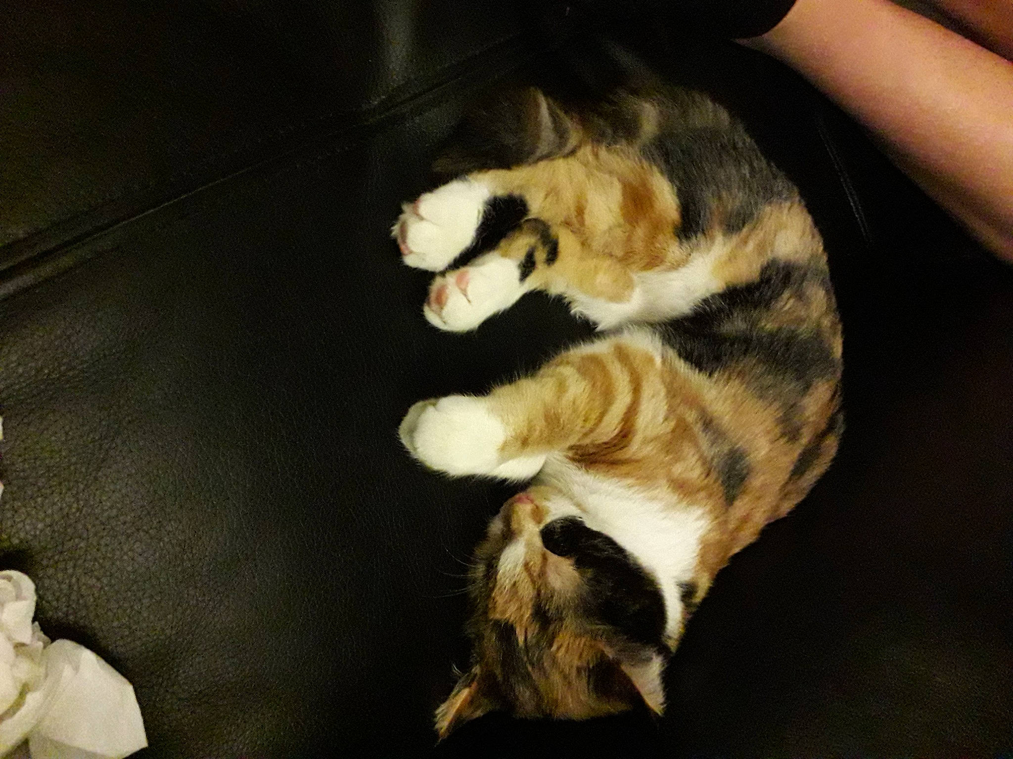 Marge participe au concours pour gagner de l'argent avec cette photo : canidae, carnivore, cat, claw, comfort, companion_dog, darkness, dog_breed, domestic_short_haired_cat, fawn, felidae, fur, nap, paw, small_to_medium_sized_cats, snout, sporting_group, tail, whiskers, wood