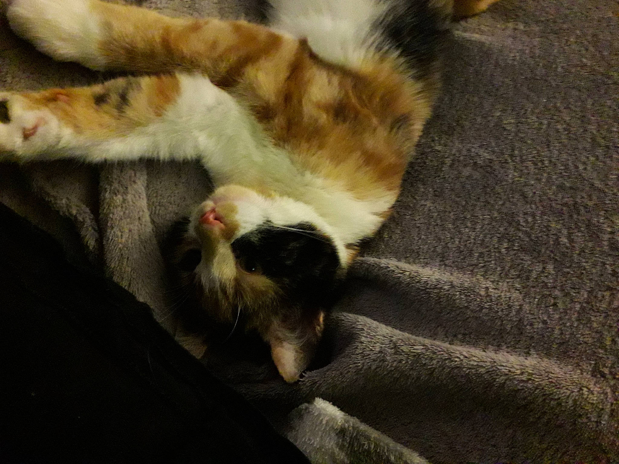 Marge participe au concours pour gagner de l'argent avec cette photo : canidae, carnivore, cat, claw, comfort, dog_breed, domestic_short_haired_cat, eye, fawn, felidae, fur, nap, paw, sand, small_to_medium_sized_cats, tail, terrestrial_animal, whiskers, wood, yawn