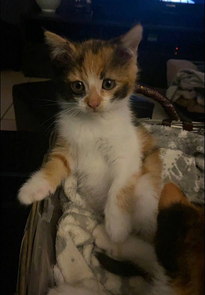 Marge participe au concours pour gagner de l'argent avec cette photo : carnivore, cat, claw, comfort, domestic_short_haired_cat, fawn, felidae, fur, paw, sitting, small_to_medium_sized_cats, snout, tail, whiskers