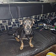 Ozzy joined the competition — help win amazing prizes! animal, black_and_tan, couch, curious, dog, electronics, flash, household, indoor, leather, looking, messy, mischievous, night, pet, sitting, small_dog, tools, window_blinds, wires