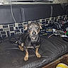 animal, black_and_tan, couch, curious, dog, electronics, flash, household, indoor, leather, looking, messy, mischievous, night, pet, sitting, small_dog, tools, window_blinds, wires