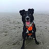 Caly a rejoint le concours — aidez-le/la à gagner de superbes lots ! beach, black_and_white, border_collie, closeup, dog, eyes, fog, happy, muddy, orange_harness, outdoors, paws, pet, playful, portrait, sand, sitting, smile, tongue_out, wet_fur