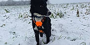 Caly a rejoint le concours — aidez-le/la à gagner de superbes lots ! dog, snow, field, winter, outdoor, animal, black_and_white, harness, nature, cold, grass, frost, canine, pet, fur, alert, standing, daylight, landscape, sky
