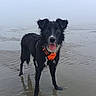 Caly a rejoint le concours — aidez-le/la à gagner de superbes lots ! attentive, beach, black_fur, dog, fog, happy, muddy, nature, orange_harness, outdoor, overcast, paws, playful, portrait, reflection, sand, standing, tongue_out, water, wet_dog