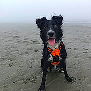 Caly a rejoint le concours — aidez-le/la à gagner de superbes lots ! beach, black_and_white, border_collie, closeup, dog, eyes, fog, happy, muddy, orange_harness, outdoors, paws, pet, playful, portrait, sand, sitting, smile, tongue_out, wet_fur