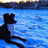 Caly a rejoint le concours — aidez-le/la à gagner de superbes lots ! dog, black_and_white, snow, winter, outdoor, sunset, animal, nature, cold, field, fur, paw, relaxed, quiet, serene, canine, landscape, evening, sky, fence