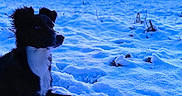 Caly a rejoint le concours — aidez-le/la à gagner de superbes lots ! animal, black_and_white, canine, cold, dog, evening, fence, field, fur, landscape, nature, outdoor, paw, quiet, relaxed, serene, sky, snow, sunset, winter